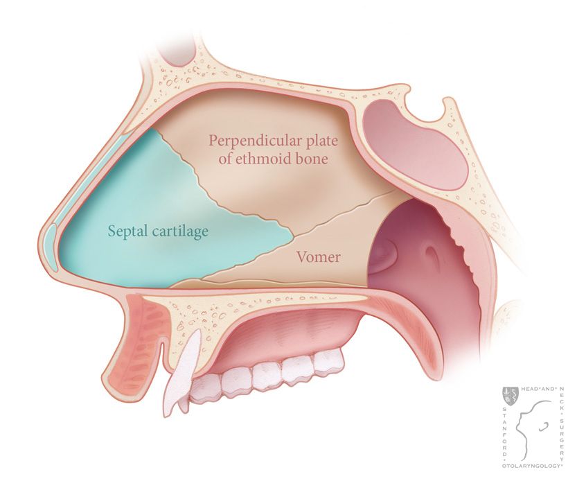 Definición De Tabique Nasal 1316